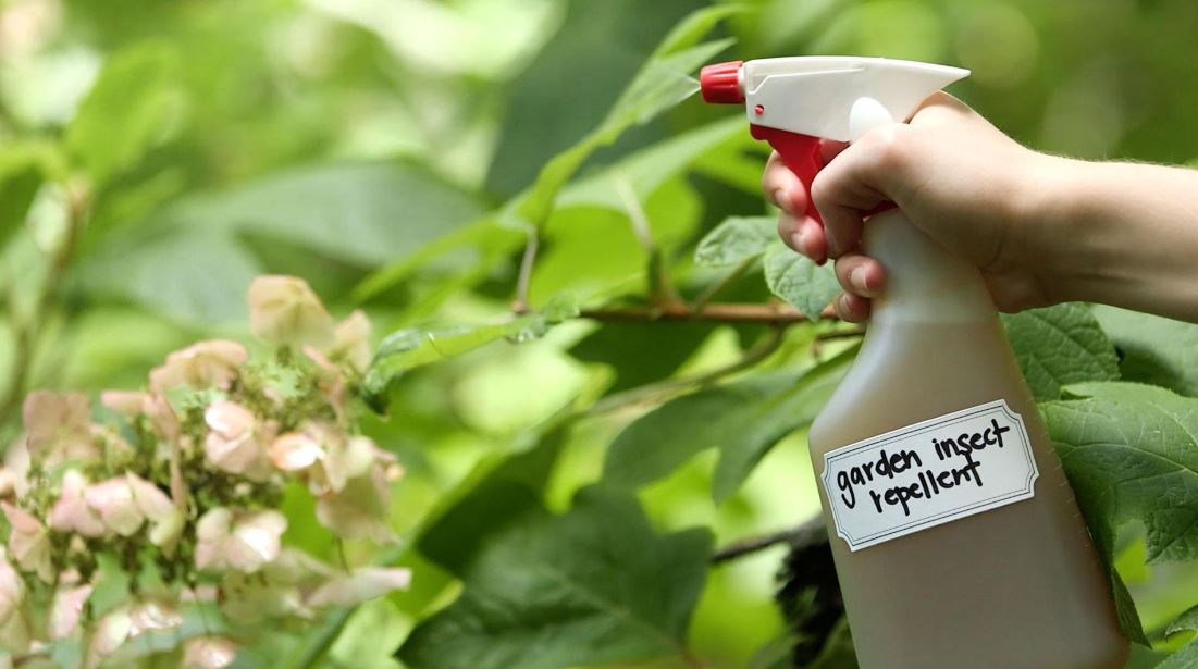insect control