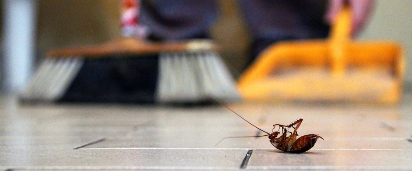 home pest