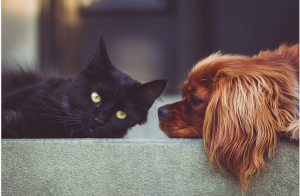 remove pet odors