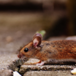 Handy Tips to Spot a Pest Problem When Touring an Apartment